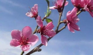 春分属于什么季节（春分是什么季节,是几月几日）