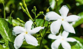 风车茉莉养几年开花（风车茉莉养几年开花正常）
