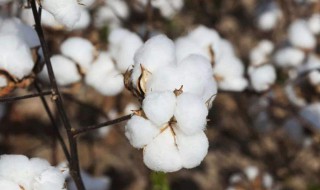 棉花种植季节（棉花种植季节性规律）