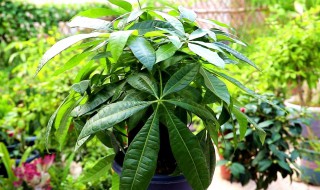 发财树的什么时候开花（发财树的什么时候开花结果）