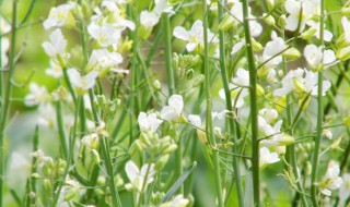 油菜花开花时能不能浇水（油菜开花能施肥吗）