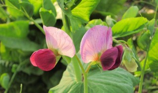 空心菜怎样才能开花结籽（空心菜怎样才能开花结籽快）