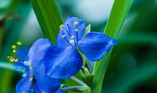 兰花哪个品种开花最漂亮 兰花哪个品种开花最漂亮花期多少夭