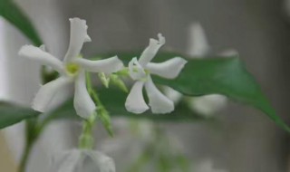 茉莉风车什么时候开花（茉莉风车什么时候开花结果）