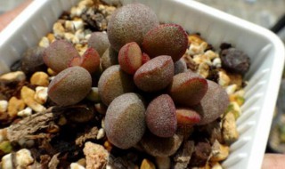 天紫玉仙人球在几月开花（紫红玉仙人球）