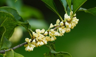 三月份开花的是什么桂花 三月开花的桂花