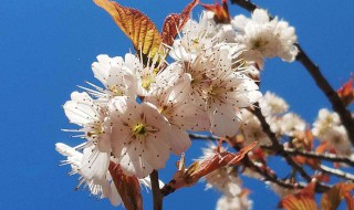 杏树今年没有开花是什么原因 杏树今年没有开花是什么原因造成的