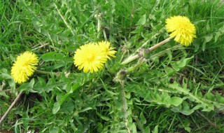 野生蒲公英开花好开不开花好（野生蒲公英什么时候开花）