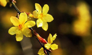 迎春花是什么（迎春花是什么样子）