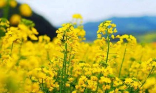 油菜花花蕾开花需要多长时间（油菜花花蕾开花过程）