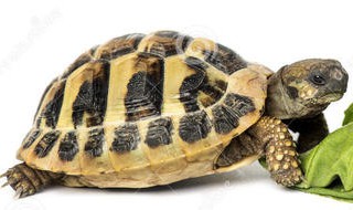 四厘米的草龟是几个月的苗 四厘米的草龟多大
