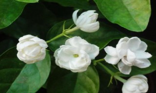 茉莉花的果子有什么用 茉莉花的果子有什么用途