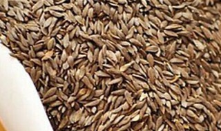 油菜和油菜籽的功效与作用 油菜和油菜籽的功效与作用一样吗