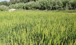 什么时候种植旱稻 几月份种旱稻