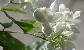 茉莉花的性味功效与作用（茉莉花的营养价值及功效与作用）