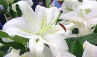 百合冬天种的什么时候会开花 冬季种百合什么时候开花