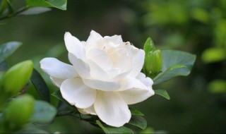 栀子花长在什么季节（栀子花生长在什么季节）