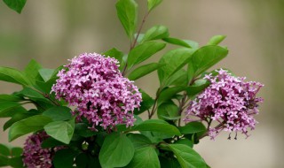 丁香花是几号的生辰花（丁香花是几月几日）