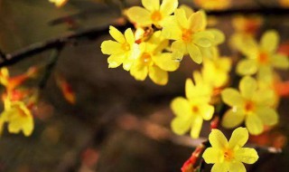 迎春花开花包要多少天（迎春花开花包要多少天开花）