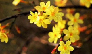 迎春花几时几分几秒开花（迎春花在几时几分开花）