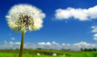 什么花的花语是我不等你了（什么花的花语是我不等你了呢）