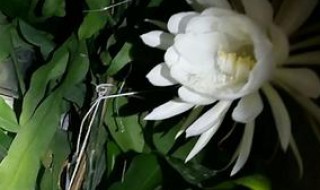 昙花可以食用吗 昙花可以吃吗?有什么功效和禁忌?