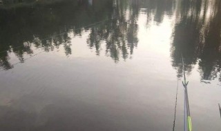 水底有青苔怎么钓鱼 水底有青苔怎么钓鱼最好