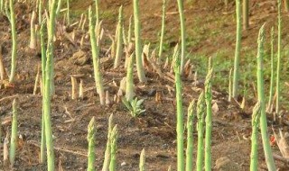 芦笋可以自己留种子吗（芦笋种子可以直接种吗）