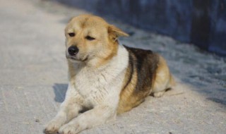 田园犬怎么挑选（田园犬怎么挑选品相）