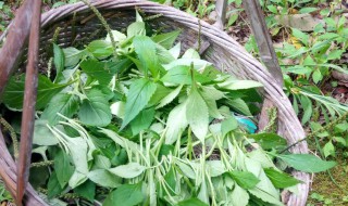 哪些人不能吃苦菜（哪些人不能吃苦菜）