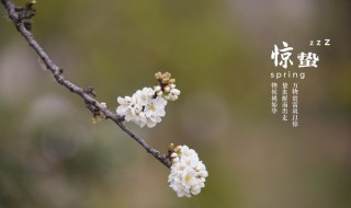 惊蛰节气养生短信大合集（惊蛰节气信息）