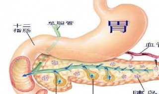 胰腺的功能和作用 胰腺在人体的哪个部位