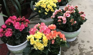 丽格海棠开完花后怎么处理 丽格海棠开完花后怎么处理好看