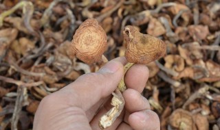 干榛蘑发黑了好不好 榛蘑时间长了发黑还能食用