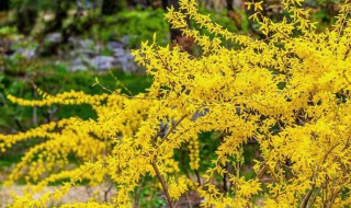 迎春花花语是什么 迎春花花语和象征意义