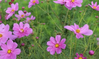 格桑花养殖方法 格桑花盆栽的种植方法