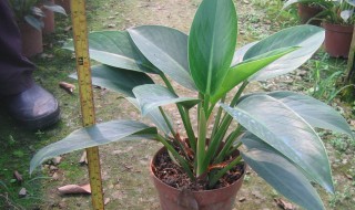 家庭常见观叶植物 家庭观叶植物大全