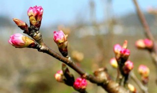 樱桃开花了可以剪枝吗 樱桃开花了还能修剪