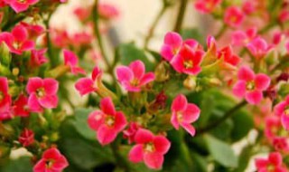 长寿花夏季放哪里合适 长寿花适合夏天养吗