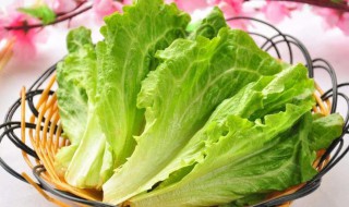 生菜一般可以放几天 生菜一般可以放几天吃