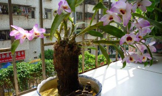 阳台适合种的花（阳台上适合种什么花）