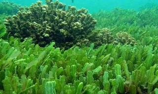 藻类在人类社会发展过程中的作用（藻类在人类环境中的作用）