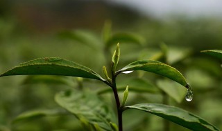 三叶香茶功效与作用（三叶香的功效与营养价值）