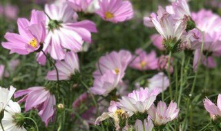 格桑花什么季节开的 格桑花开到几月份
