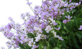 花瓶紫薇后期养护（花瓶紫薇后期养护方法）