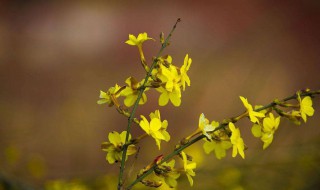 迎春花的养护与管理 迎春花的养护要点