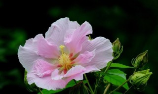 刚买的芙蓉花怎么养护（新栽的芙蓉花几天能够恢复）