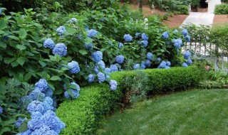 院子里适合种什么花（庭院适合种植什么花和树）