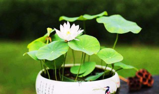 怎么在缸里面种荷花（如何在水缸里种荷花）