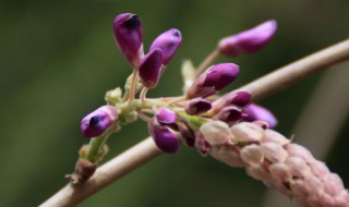 紫藤花什么时候发芽开花（紫藤花啥时候发芽）